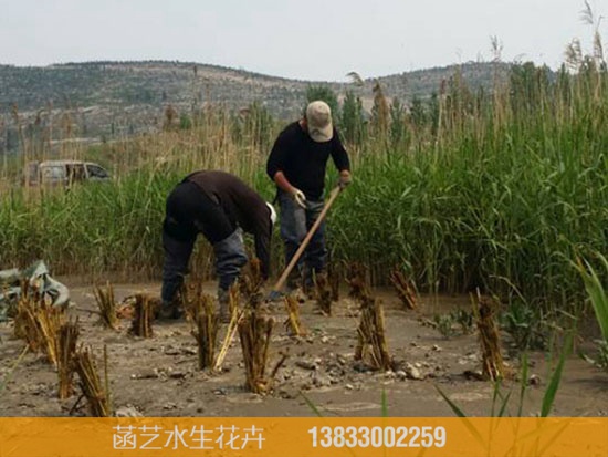 2015年山东邹县电厂芦苇种植工程