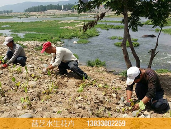 2015年河南南阳水生植物种植工程