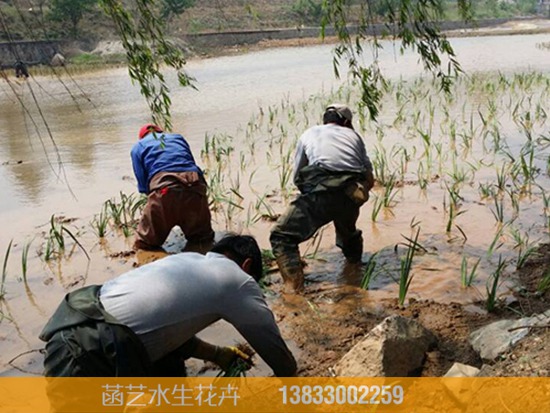 2015石家庄井陉水生植物种植工程